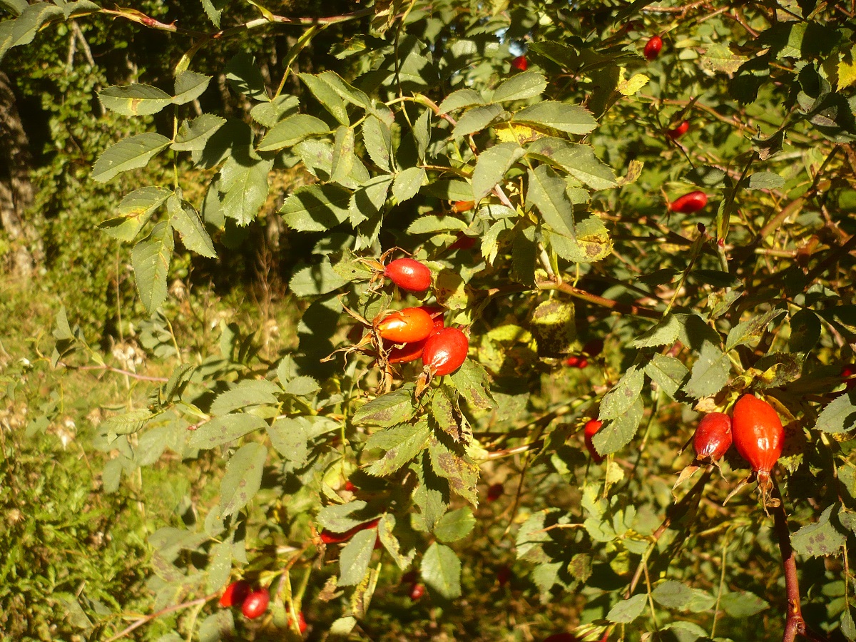Rosa ferruginea kl. (Rosaceae)